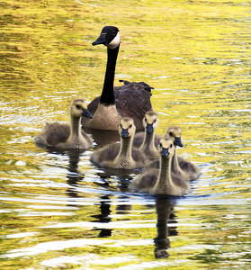 Mom with her goslings - Photo by Ron Thomas