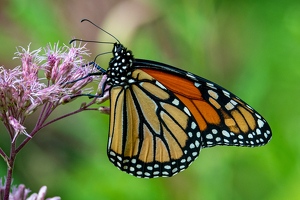 Monarch Munching Milkweed - Photo by Bill Payne