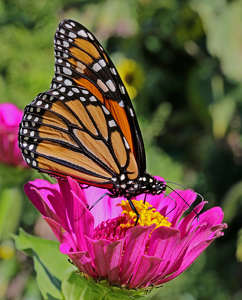 Class A HM: Monarch On a Flower by Bill Latournes