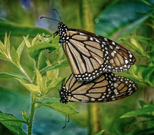 Monarchs Mating - Photo by John McGarry