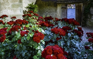 Monestary Roses - Photo by Art McMannus