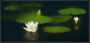 Salon 2nd: Monet's Waterlillies by Bruce Metzger