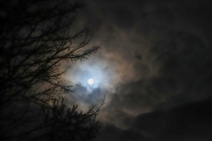 Moonglow - Photo by Marylou Lavoie
