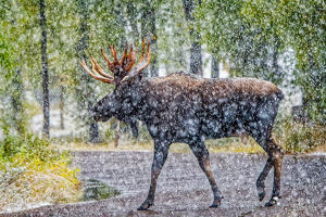 Moose Crossing - Photo by John McGarry