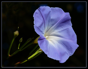 Morning Glory - Photo by Bruce Metzger