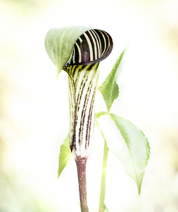 Morning Sun on Jack and His Pulpit - Photo by Bob Ferrante