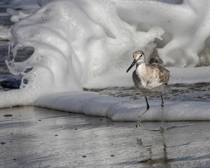 Class A HM: Morning Willet Walk with Waves by Eric Wolfe