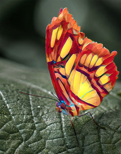 Mosaic Butterfly - Photo by Bert Sirkin