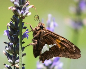 Moth On Lavender - Photo by Bill Latournes