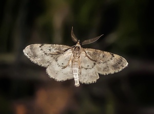 Moth Portrait - Photo by Kristin Long