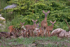 Mother And Her Fawns - Photo by Bill Latournes