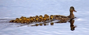 Mother Duck and Her Ducklings - Photo by Bill Latournes