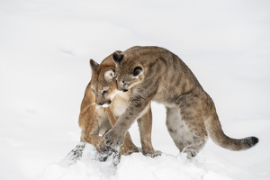 Mountain Lion with Cub - Photo by Danielle D'Ermo