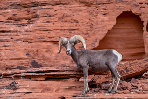 Class A 1st: Mountain Ram, Valley of Fire by Peter Rossato
