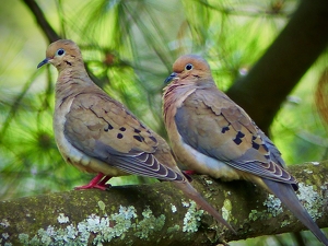 Mourning Dove Mates - Photo by Gary Gianini