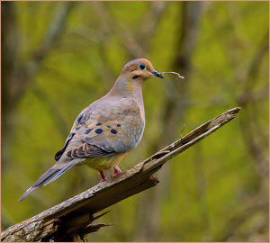 Mourning Dove with Nest Piece - Photo by John Straub