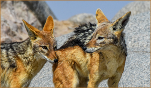 Mr. and Mrs. Black-backed Jackal - Photo by Susan Case