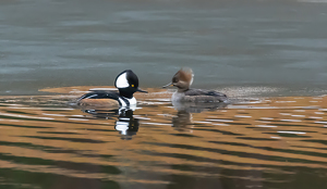 Mr. and Mrs. H. Merganser - Photo by Marylou Lavoie
