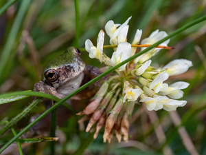 Mr. Frog and the Clover Flower - Photo by Karin Lessard
