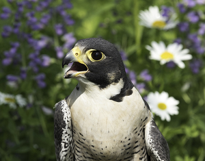 Muppet or Peregrie Falcon? - Photo by Nancy Schumann