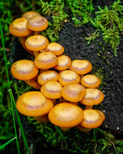 Mushroom Cluster - Photo by John McGarry