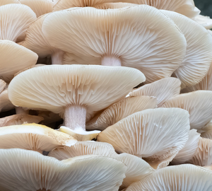 Mushroom Tiers - Photo by Bob Ferrante