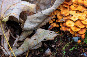 Mushrooms and leaves - Photo by Robert McCue