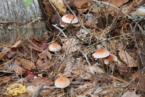 Mushrooms in the woods of New Hampshire - Photo by Mireille Neumann