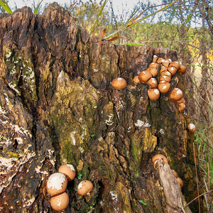 Mushrooms on a Stump - Photo by Pamela Carter