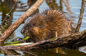 Muskrat Munching - Photo by Libby Lord