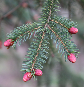 My baby pine cones - Photo by Harold Grimes