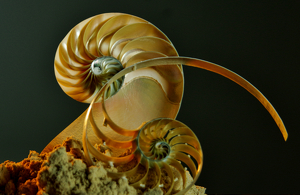 Nautilus - Photo by Richard Busch