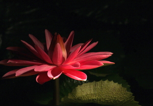 Class A 2nd: Nocturnal Waterlily by Barbara Steele
