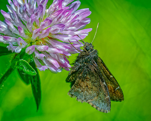 Northern Cloudywing Skipper - Photo by John McGarry