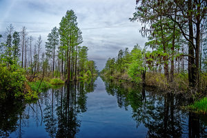 Okefenokee Waterway - Photo by John McGarry