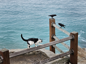 Optimistic Cat Hunt - Photo by David McCary