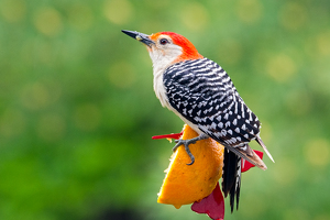 Class B 2nd: Orange and a Red ... Red bellied woodpecker by Aadarsh Gopalakrishna