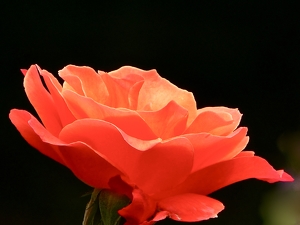 Orange Rose - Photo by Gary Gianini
