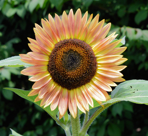 Orange Sunflower - Photo by Charles Hall