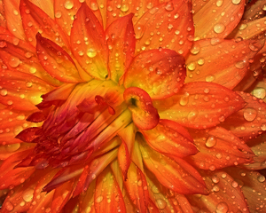 Orange Yellow Dahlia - Photo by Bill Latournes