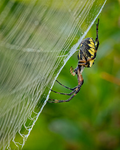 Orb Weaver Waiting for Prey - Photo by John McGarry