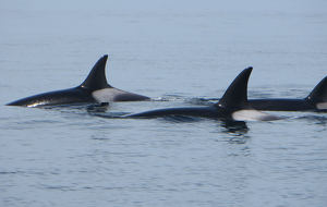 Orcas in A Pod - Photo by Chip Neumann