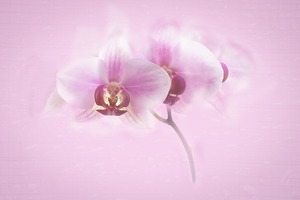 Orchid in Pink - Photo by Mark Tegtmeier