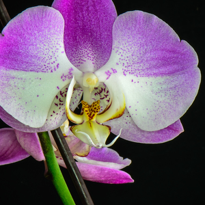 Orchid - Photo by Bill Payne