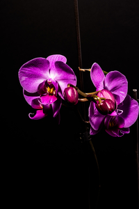 Orchid - Photo by Peter Rossato