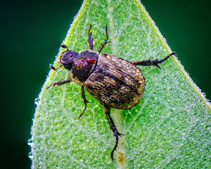 Oriental Beetle - Photo by John McGarry