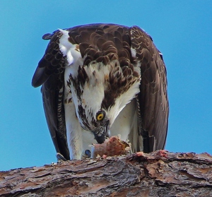 Osprey Eating Fish - Photo by Bill Latournes