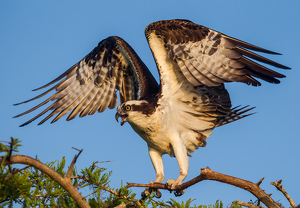 Salon HM: Osprey Landing and Calling by Danielle DErmo