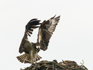 Osprey Landing on Nest - Photo by Nancy Schumann