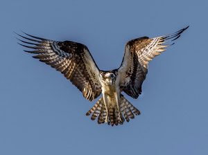 Osprey Poised to Pounce - Photo by John Straub
